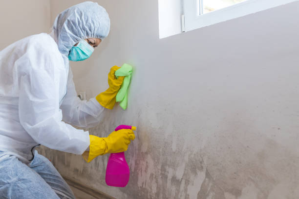 Winneconne, WI Mold Removal Company